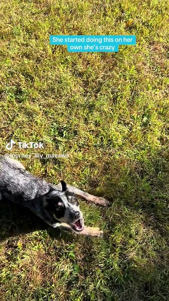 Kung fu heeler #blueheeler #acd #fyp #dog