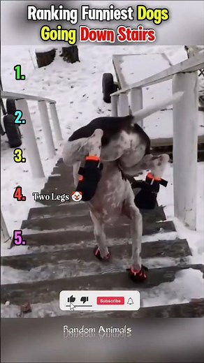 ranking Funniest dogs going down stairs 🤣