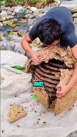 He found a hive FULL of WASPS! #interestingfacts