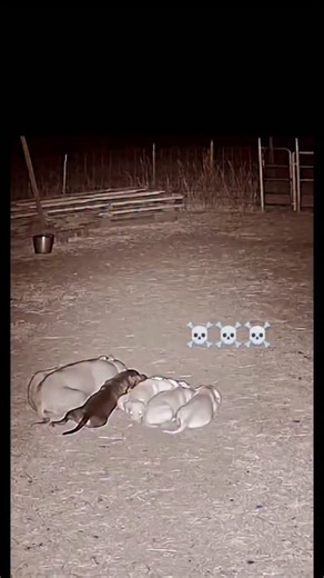 Wild on Instagram: "The Chupacabra (literally "goat-sucker" in Spanish) is a legendary creature of modern folklore, first reported in Puerto Rico in the mid-1990s before the legend spread across the Americas. It earned its name from its alleged habit of attacking livestock, particularly goats, and draining them of their blood through small incisions. In its earliest descriptions, the creature was depicted as a bipedal, alien-like being with scaly skin, large red eyes, and sharp quills or spikes 