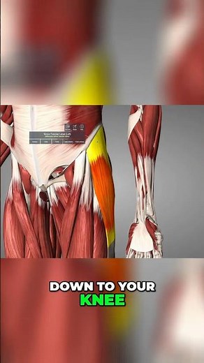 TFL Muscle Location, Function & IT Band Connection