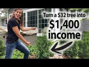 How to Maximize Profit By Propagating Green Giant Arborvitae Trees