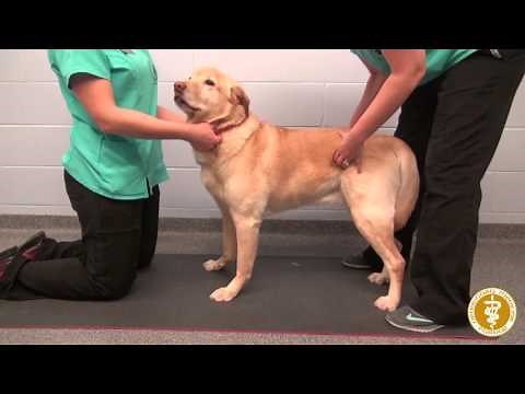 Weight shifting exercises in a dog