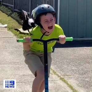 A young NSW boy has experienced the horror of Australia's magpie swooping season, with his dad on hand to film the relentless attack. Tips to avoid being swooped: http://9Soci.al/Uxf230rci7h #9News | Nightly at 6.00pm | 9 News