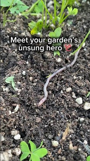 How Earthworms Improve Your Garden Soil 🪱 | Easy Garden Tip