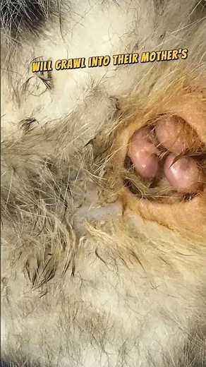 Tips on how to help baby opossums!