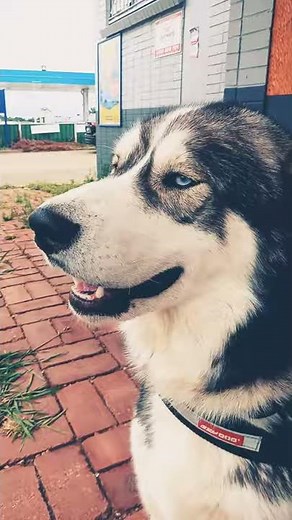Siberian Husky Red Rocket