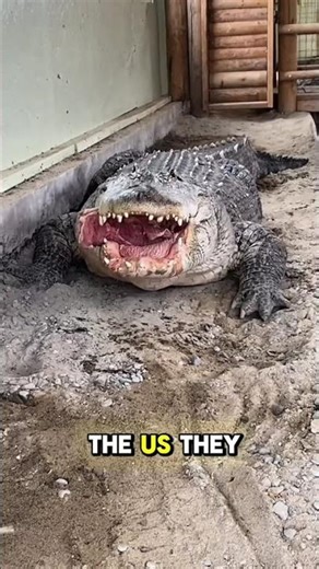 American Alligator Facts You Didn’t Know 🐊