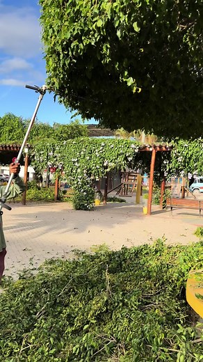 Cuidando da Figueira: Topiaria e Cultivo