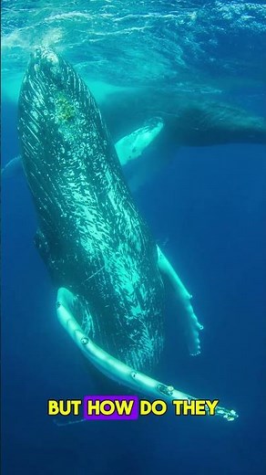 The Strange Way Whales Sing Underwater