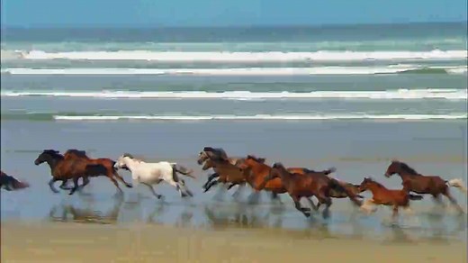 Windows7系统自带示例视频[野生动物.wmv][Wildlife.wmv]