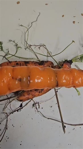 Kate Snow on Instagram: "Advice for managing wire worms appreciated. I already rotate my beds, but they always eventually catch up. Please help! #wireworms #carrots #growingvegetables #gardeningadvice"
