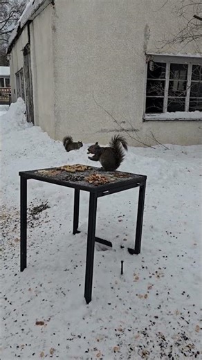 Squirrels still jumpy #squirrel #short #squirrelwatching