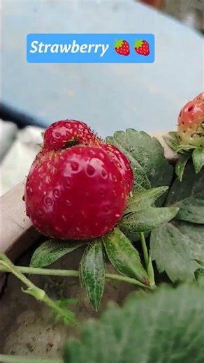 false fruit example #neet