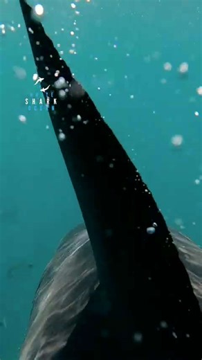 Great white lunges through the surface with mouth open