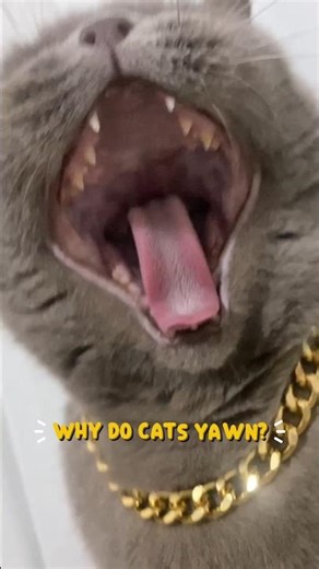 Why Do Cats Yawn? 🐾
