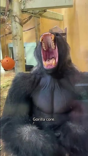 Gorillas are basically one step away from being human.🦍#gorilla #animals #funnyanimals #foryou