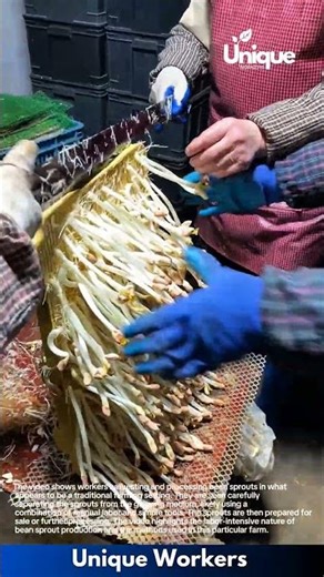 Harvesting and Processing Bean Sprouts: A Look at Traditional Farming Methods