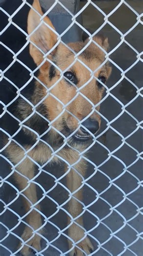 German Shepherd Is Terrified at the Shelter 💔🐕