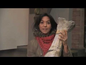 Disparition des dinosaures et développement des mammifères - C'est pas sorcier