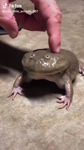 Discover the Strange World of Ugly Frogs