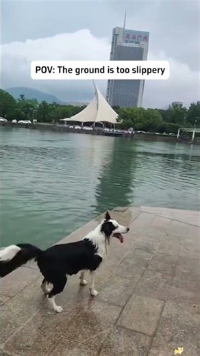 #failgag #dog #animals #shorts