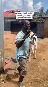 In calf heifer heading to meru #inCalf #dairyfarming #carolthaithifarm | Carol Thaithi