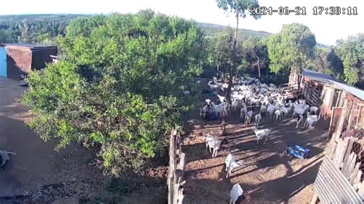 Goat Farming in Kenya, East Africa #goatfarming #farming