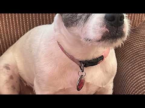 🏡 No Fence? No Problem! PetSafe Wireless Pet Containment System