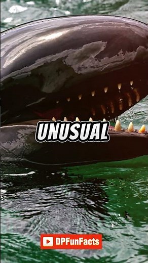 Meet The Wholphin | DPFunFacts #wholphin #dpfunfacts #DPFunFacts