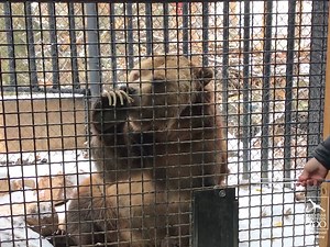 27K views · 928 reactions | Emmett is back with another round of taste testing. Find out how he feels about foods such as granola and pickles in the second installment of his taste-testing adventures. | Cheyenne Mountain Zoo | Facebook