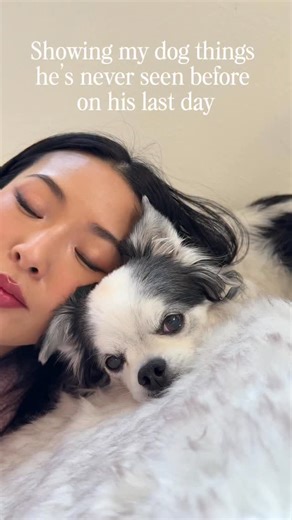 70K views · 254 reactions | I never wanted to say goodbye, but treasuring these last moments before you go  You’ve been our best friend for 12.5 years and it feels so unfair for cancer to steal you from us like this. Anyone have remedies for healing a shattered heart? | From Head To Toe | Facebook