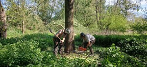 From Shakespeare's Woods to the Wicket: Soulton willow trees felled for elite cricket bats