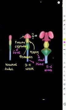 Development of Brain | Neural tube | Primary & secondary brain vesicles | Prosencephalon