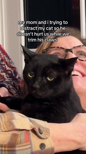 Cat Manicure Tips: Safely Trim Your Cat's Claws