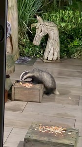Here comes little Bumble I still can’t believe how small the cubs are! My heart really can’t take how adorable they are, me and Mike sit here and just say awwww 🥰🦡🐾🐾❤️ | Mr Lumpy & Friends.