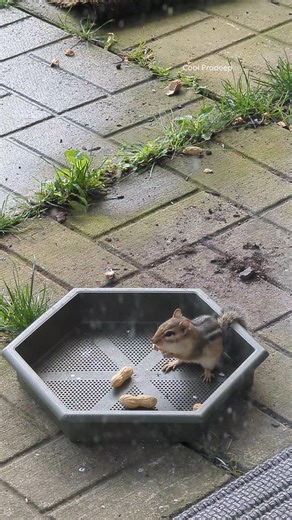 Tiny chipmunk forever cute #tinythechipmunk #adorable #chipmunk #cute #morning