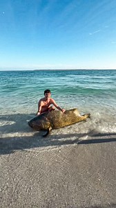 Personal Best Goliath Grouper 🔥 We got her on my Everol 14/0 paired with the BlueWing Fishing Tackle Adjustable Bent Butt and Barrett rod company Shark Rod! #GoliathGrouper #Grouper #Florida #LandBasedSharkFishing | Juno Brandon