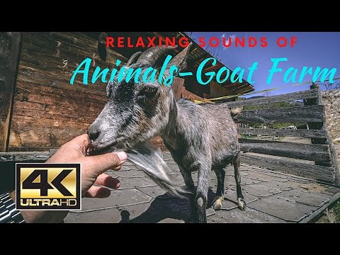 4k Peaceful Goat Farm | Enjoy the relaxing atmosphere of the Animals | Animal Farm with young Goats