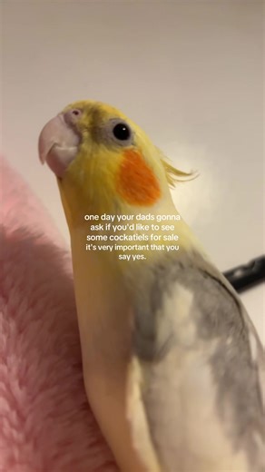 Discover Cockatiels for Sale: A Unique Pet Adventure