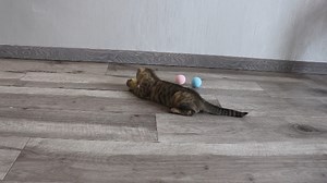 Watch Cat Toy Ball 3 PCS Catnip Toy Singing Ball on Amazon Live