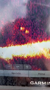 3.2K views · 87 reactions | The musky are moving in herds! I repeat, the musky are moving in herds! This was pretty awesome I actually called one to the surface and she was about 34 inches long but couldn’t get them to eat! There’s nothing quite like chasing apex predators! #fishing #livescope #musky #muskyfishing #joeyfishing | Joey Fishing | Facebook