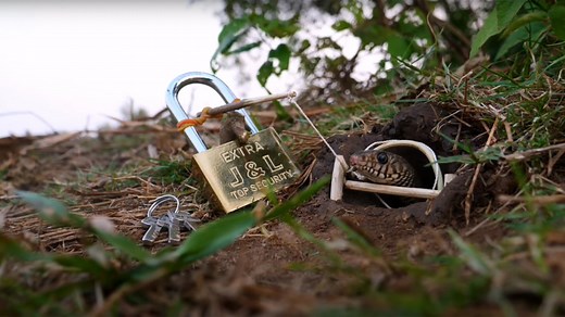 Master the Art of Catching Wild Animals: Effective Trapping Methods That Work on Any Creature!