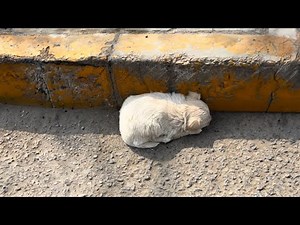 Fell from a garbage truck, a tiny puppy shivers and cries alone on the roadside