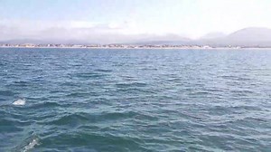 Dolphins off the South beach video :) | Shell Island