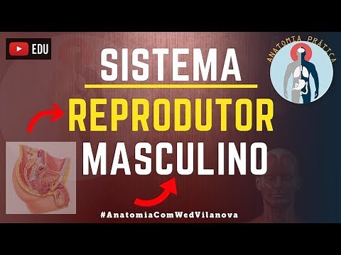 Sistema Reprodutor Masculino: Órgãos Genitais Masculinos | Aparelho - Anatomia Prática - VideoAula
