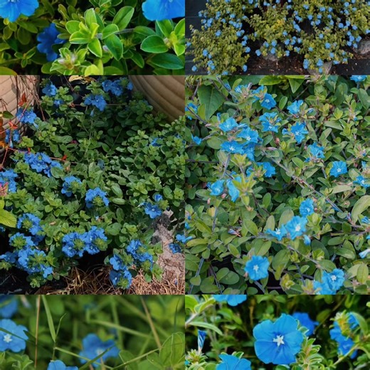 TOP 100 FLOWER IN TEXAS ALERT 🔔 Sky-blue blooms that thrive where others fade, that’s why Blue Daze made the Top 100 💙 #Flowers #Flowerbed #Gardening #Landscaping #Flowerdesign | Pristine Landscape and Lighting