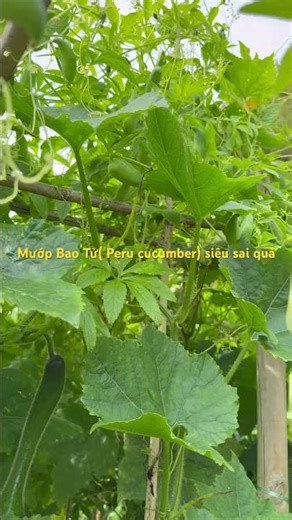 Baby squash or Peruvian cucumber is super fruitful.