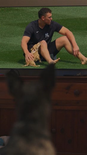 119K views · 2K reactions | Gus Judge's dog park is the envy of every pup on the block! #BaseballIsSomethingElse | MLB | Facebook