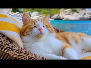 12 Hours Of Cat Music 🐈 Peaceful Indoor Video for Cats 🎵 Gentle Relaxation Safe Rest No Ads